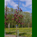 Magnolia Genie - Magnolija Genie