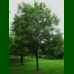 Carya illionensis Pawnee- Pekan orah Pawnee