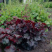 Heuchera Palace Purple - Hojhera Palace Purple