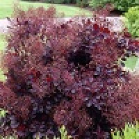 Cotinus coggygria Lilla - Patuljasti purpurni cotinus