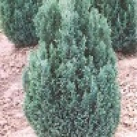 Chamaecyparis Lawsoniana Ellwoodii - Pačempres Ellwoodii