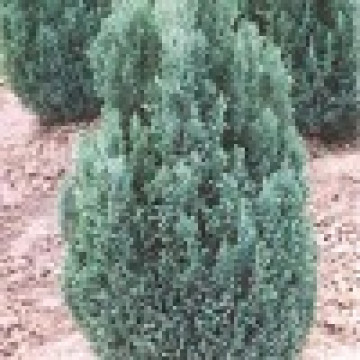 Chamaecyparis Lawsoniana Ellwoodii - Pačempres Ellwoodii