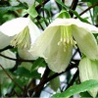 Clematis cirrhosa Jingle Bells - Zimzelen klematis Jingle Bells