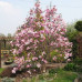 Magnolia Betty - Magnoljia Betty