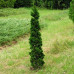 Thuja occidentalis Spiralis Mini - Patuljasta spiralna tuja