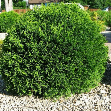 Thuja occidentalis Little Champion - Patuljasta tuja Little Champion