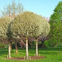 Prunus fruticosa Globosa  - Kalemljena višnja kuglaste krošnje