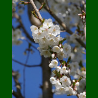 Prunus Umeniko - Japanska ukrasna višnja Umeniko
