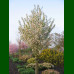 Prunus Umeniko - Japanska ukrasna višnja Umeniko