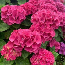Hydrangea macrophylla Masja - Hortenzija Masja