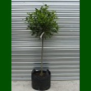 Laurus nobilis - Lovor jestivi na štapu