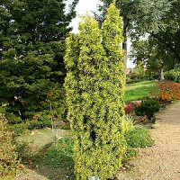 Taxus baccata Bence - Stubasta tisa Bence