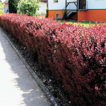 Berberis thunbergii Athropurpurea - Crveni berberis