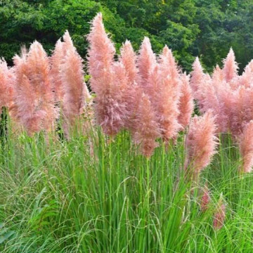Cortaderia selloana Pink Feather - Pampas trava Pink Feather