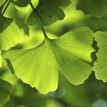 Ginkgo biloba – Ginko