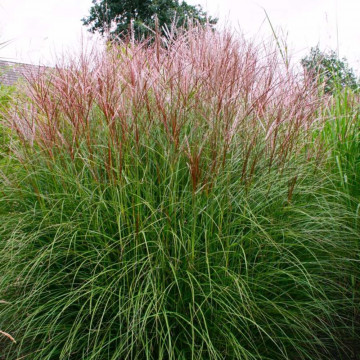 Miscanthus sinensis Red Chief - Ukrasna trava Red Chief