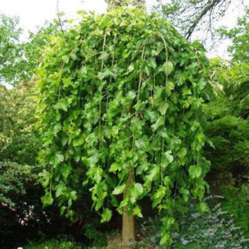 Morus alba Pendula – Žalosni dud