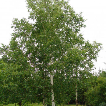 Betula pendula– Bela breza
