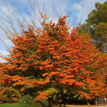 Parrotia persica – Parocija (Čelično drvo)