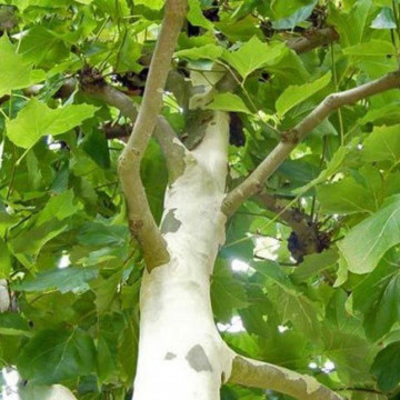 Platanus acerifolia – Javorolisni platan