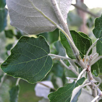 Populus alba – Bela topola
