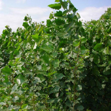 Populus I-214 - Topola klon I-214