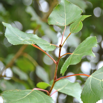 Populus nigra – Crna topola