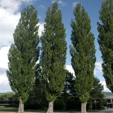Populus nigra Italica –Jablan