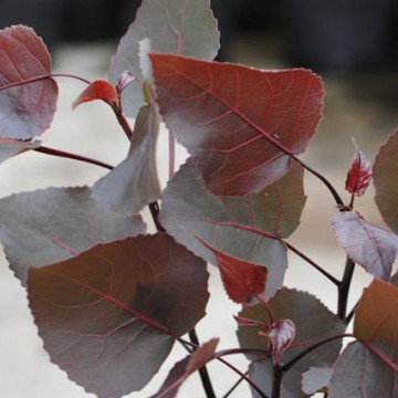 Populus deltoides Purple Tower - Stubasta crvenolisna topola