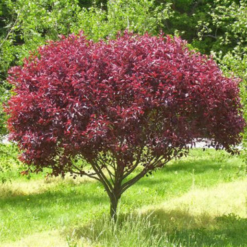 Prunus Cistena – Patuljasta crvenolisna šljiva