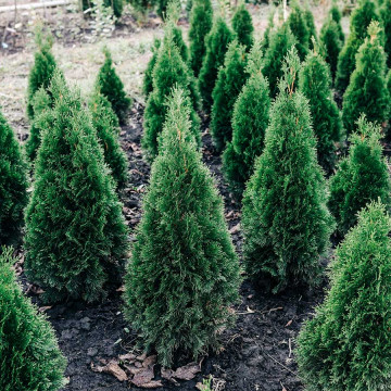 Thuja Occidentalis Smaragd 
