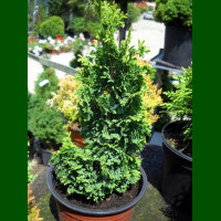 Thuja occidentalis Spiralis Mini - Patuljasta spiralna tuja