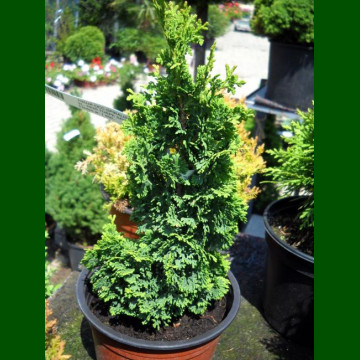 Thuja occidentalis Spiralis Mini - Patuljasta spiralna tuja