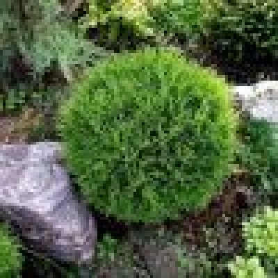 Thuja occidentalis Tiny Tim - Loptasta tuja Tiny Tim