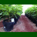 Ficus carica Pedro - Smokva Pedro