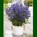 Caryopteris x clandonensis Grand Bleu - Kariopteris Grand Bleu