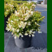 Weigela Picobella Bianco - Vejgela Picobella Bianco